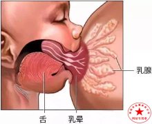 南阳月嫂泓德家政公司_母乳喂养应注意哪些？